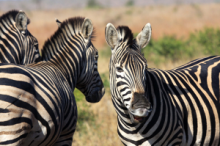 Etosha National Park